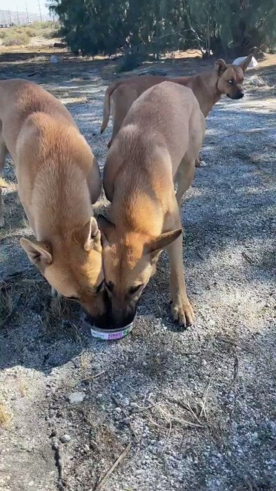 Watch xoAeriel's leaked NSFW video on TwXstars