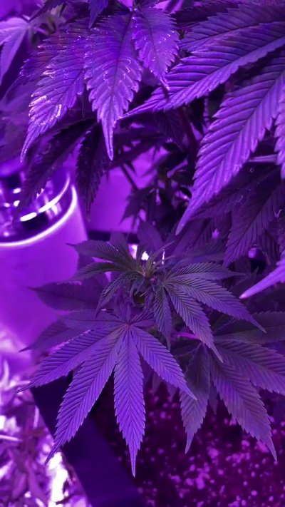 Watch juicyyjuicebox's leaked NSFW video on TwXstars