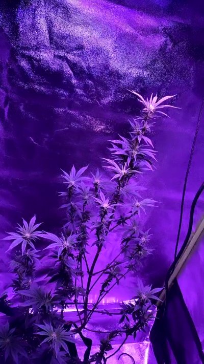 Watch juicyyjuicebox's leaked NSFW video on TwXstars