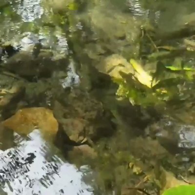 Watch AncientBwai 🇬🇭+🇯🇲's leaked NSFW video on TwXstars