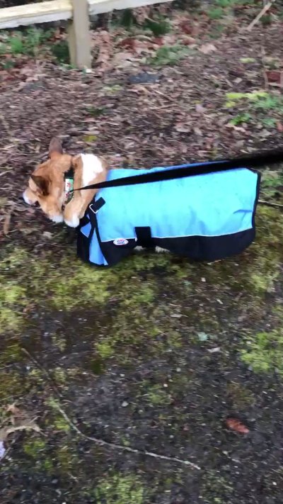 Watch Winston the Jumbo Corgi's leaked NSFW video on TwXstars