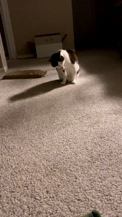 Watch awlivv's leaked NSFW video on TwXstars