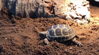 Watch Nighdruth's leaked NSFW video on TwXstars