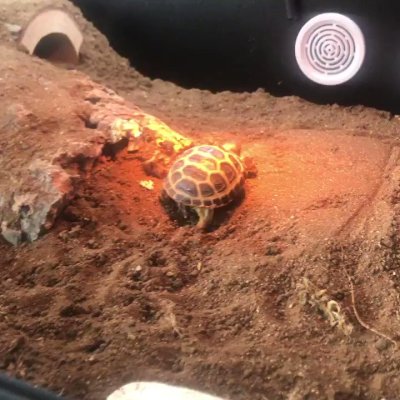 Watch Nighdruth's leaked NSFW video on TwXstars