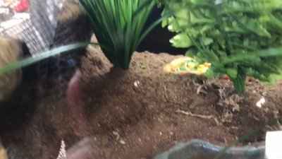 Watch Nighdruth's leaked NSFW video on TwXstars