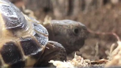 Watch Nighdruth's leaked NSFW video on TwXstars