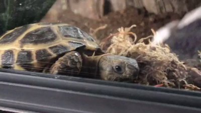 Watch Nighdruth's leaked NSFW video on TwXstars