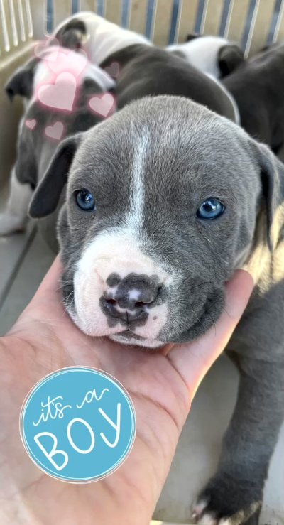 Watch xoAeriel's leaked NSFW video on TwXstars