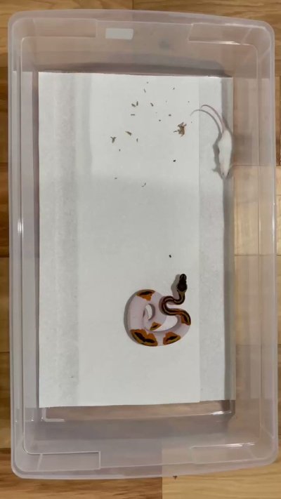 Watch lyn's leaked NSFW video on TwXstars