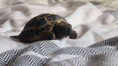 Watch Nighdruth's leaked NSFW video on TwXstars