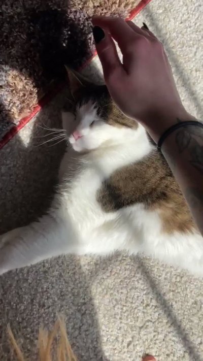 Watch awlivv's leaked NSFW video on TwXstars