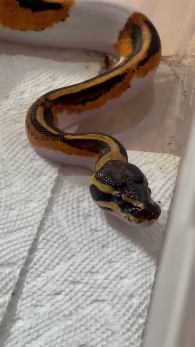 Watch lyn's leaked NSFW video on TwXstars