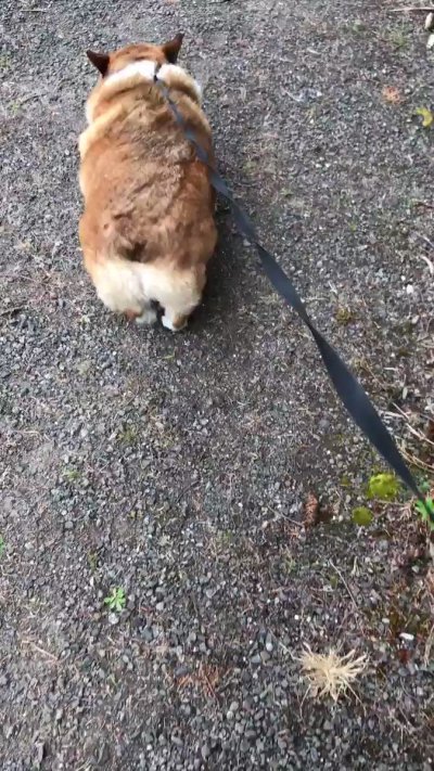 Watch Winston the Jumbo Corgi's leaked NSFW video on TwXstars