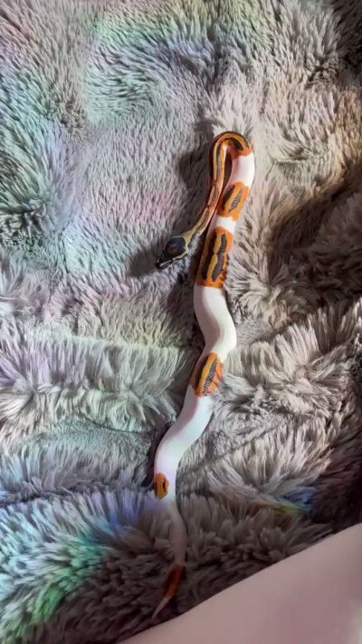 Watch lyn's leaked NSFW video on TwXstars