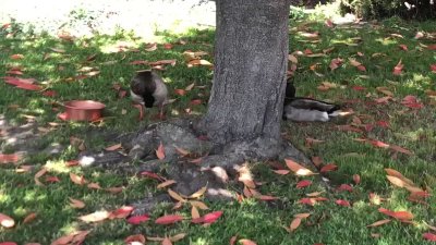 Watch Pittsburgh Domina Irene Boss's leaked NSFW video on TwXstars