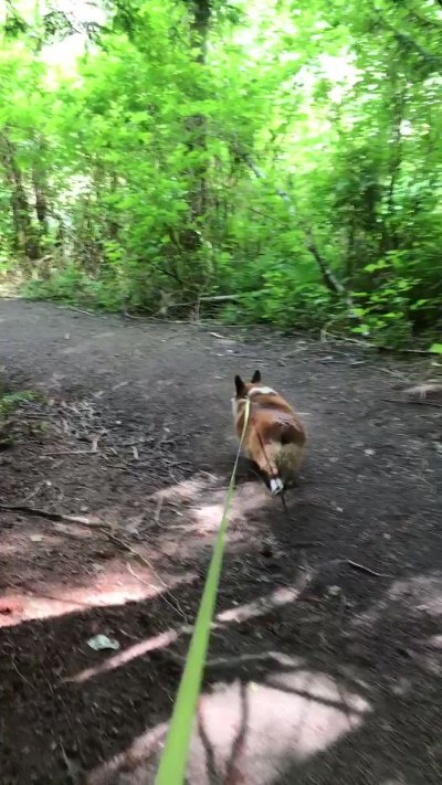 Watch Winston the Jumbo Corgi's leaked NSFW video on TwXstars