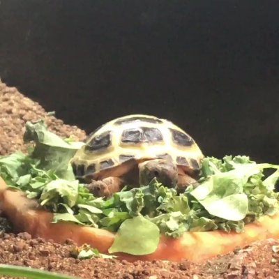 Watch Nighdruth's leaked NSFW video on TwXstars