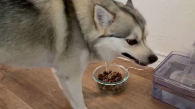 Watch 🍖 Harriet Sugarcookie 🍖's leaked NSFW video on TwXstars