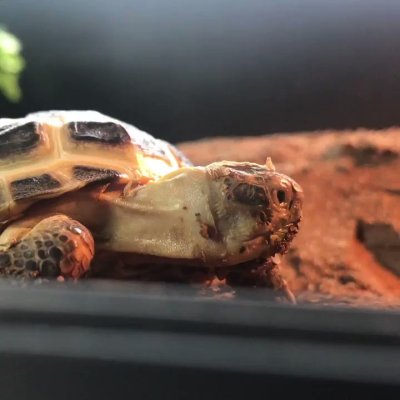 Watch Nighdruth's leaked NSFW video on TwXstars