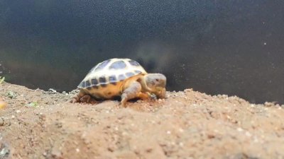 Watch Nighdruth's leaked NSFW video on TwXstars