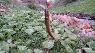 Watch Haber Tadında's leaked NSFW video on TwXstars