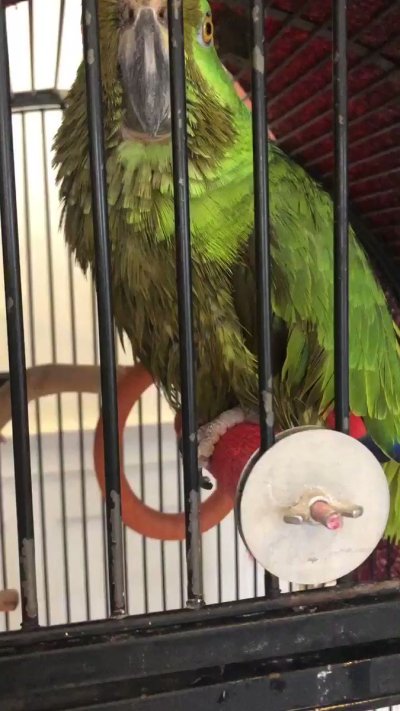 Watch Pittsburgh Domina Irene Boss's leaked NSFW video on TwXstars