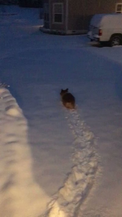 Watch Winston the Jumbo Corgi's leaked NSFW video on TwXstars