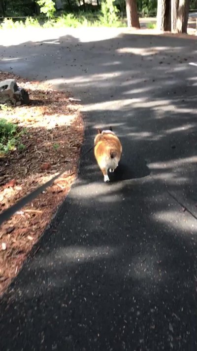 Watch Winston the Jumbo Corgi's leaked NSFW video on TwXstars