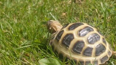 Watch Nighdruth's leaked NSFW video on TwXstars