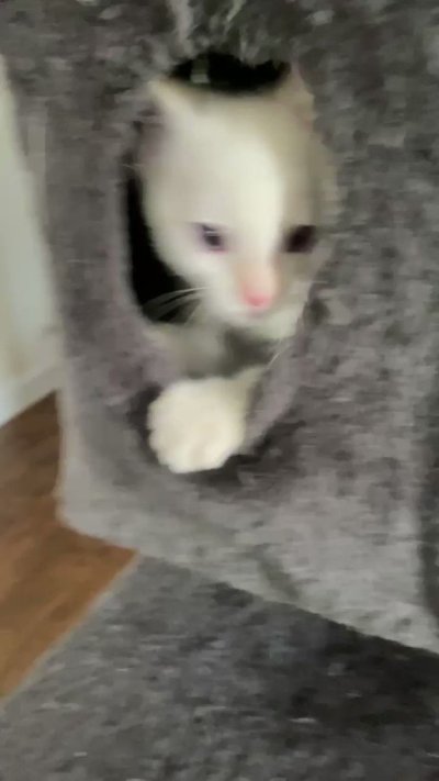 Watch Sarina Desiree's leaked NSFW video on TwXstars