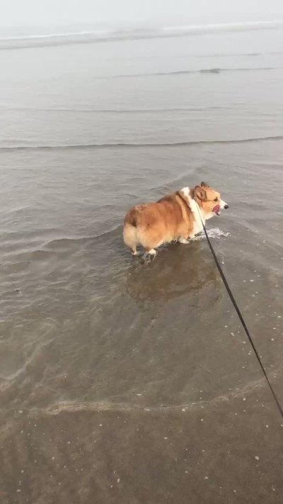 Watch Winston the Jumbo Corgi's leaked NSFW video on TwXstars