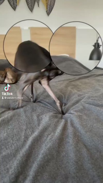 Watch Luca ✨'s leaked NSFW video on TwXstars