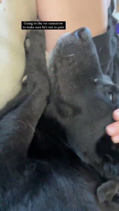 Watch alice white 🍋🥚's leaked NSFW video on TwXstars