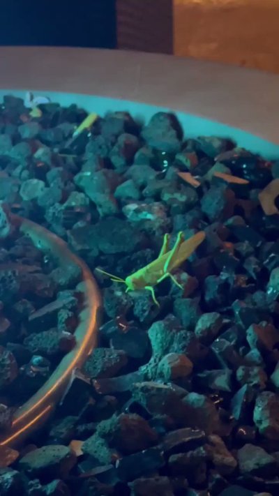 Watch alice white 🍋🥚's leaked NSFW video on TwXstars