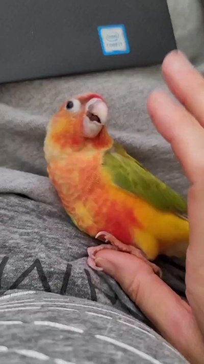 Watch JuliaAnn™ ❤'s leaked NSFW video on TwXstars