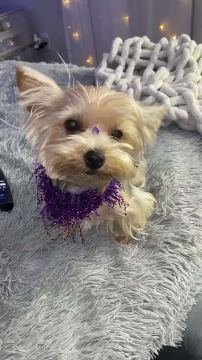 Watch oxtail's leaked NSFW video on TwXstars