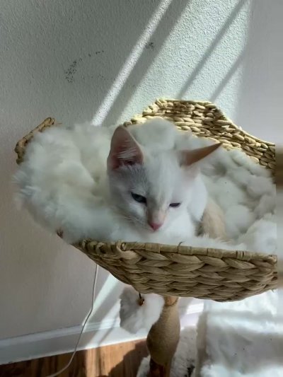 Watch Sarina Desiree's leaked NSFW video on TwXstars