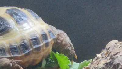 Watch Nighdruth's leaked NSFW video on TwXstars