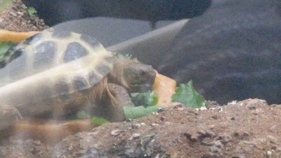 Watch Nighdruth's leaked NSFW video on TwXstars