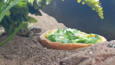 Watch Nighdruth's leaked NSFW video on TwXstars