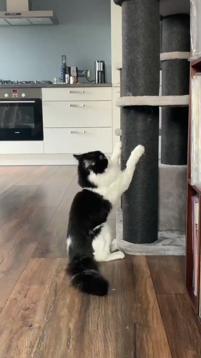 Watch Megan Inky 💜❤️❤️💜❤️💜's leaked NSFW video on TwXstars