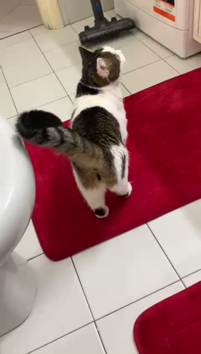 Watch Megan Inky 💜❤️❤️💜❤️💜's leaked NSFW video on TwXstars