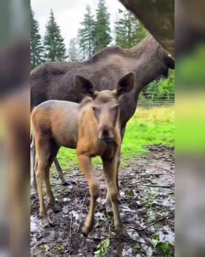 Watch Vladislava Shelygina's leaked NSFW video on TwXstars