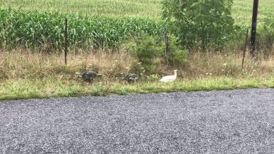 Watch Pittsburgh Domina Irene Boss's leaked NSFW video on TwXstars