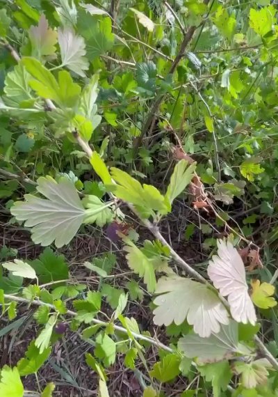 Watch Jayden Cole's leaked NSFW video on TwXstars