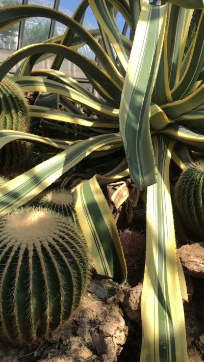 Watch Pittsburgh Domina Irene Boss's leaked NSFW video on TwXstars