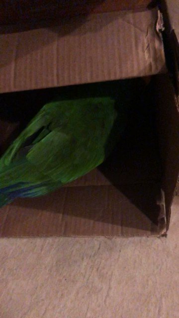 Watch Pittsburgh Domina Irene Boss's leaked NSFW video on TwXstars