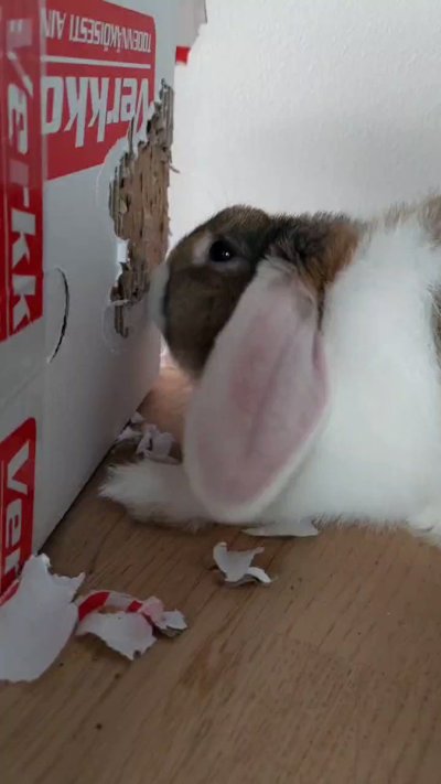 Watch Vladislava Shelygina's leaked NSFW video on TwXstars