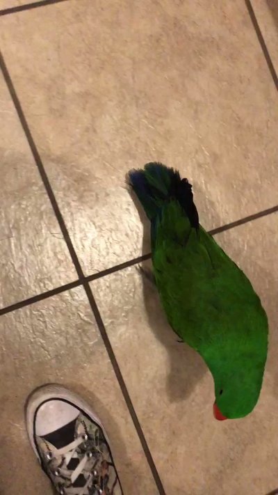 Watch Pittsburgh Domina Irene Boss's leaked NSFW video on TwXstars