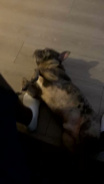 Watch PoleDemon ♌️'s leaked NSFW video on TwXstars